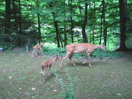 Backyard deer